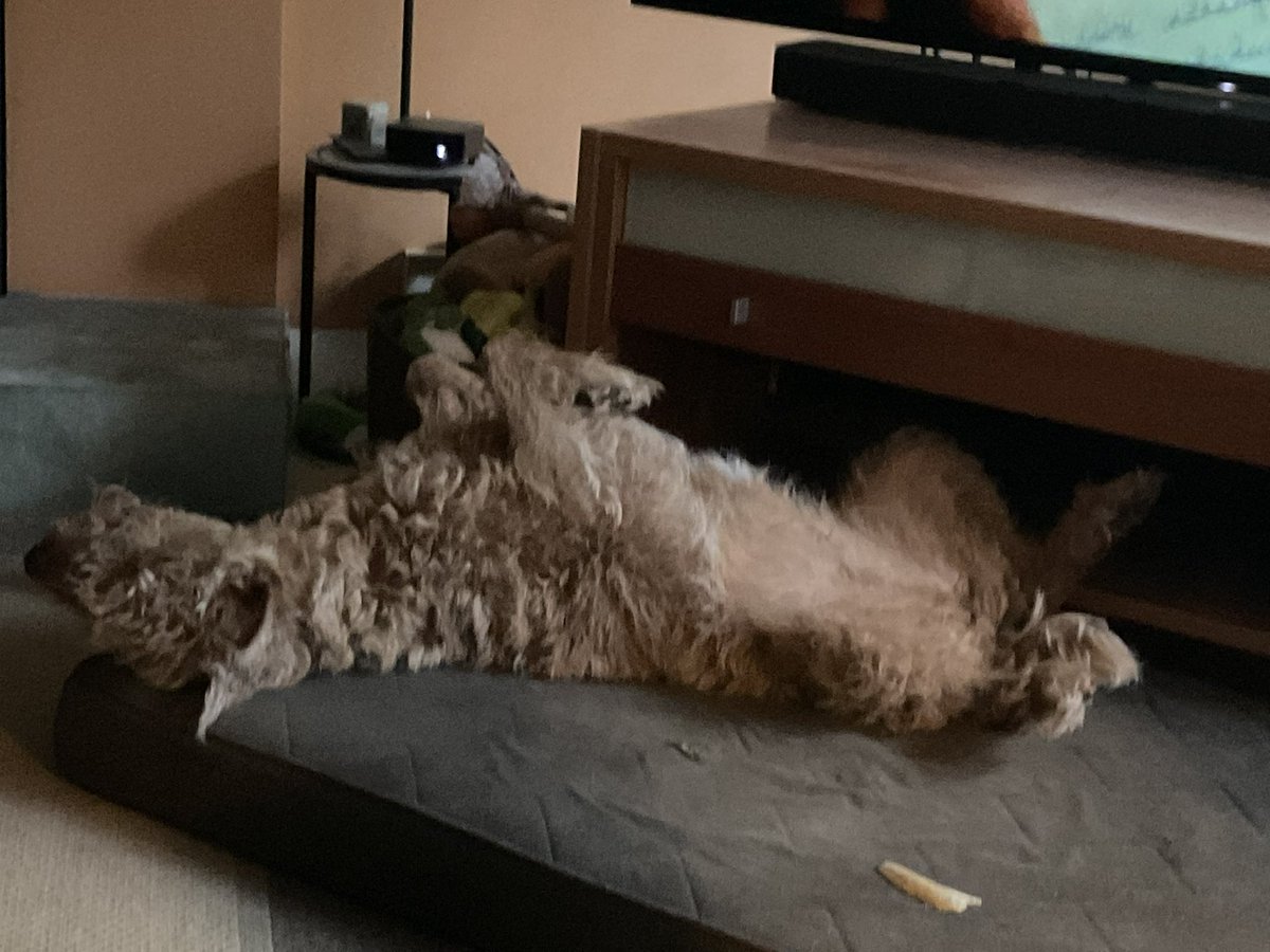 DublinIrishPup's tweet image. Finally snoozing or am I’z 😏🤪 #greatday #dogslife ☘️🐕❤️