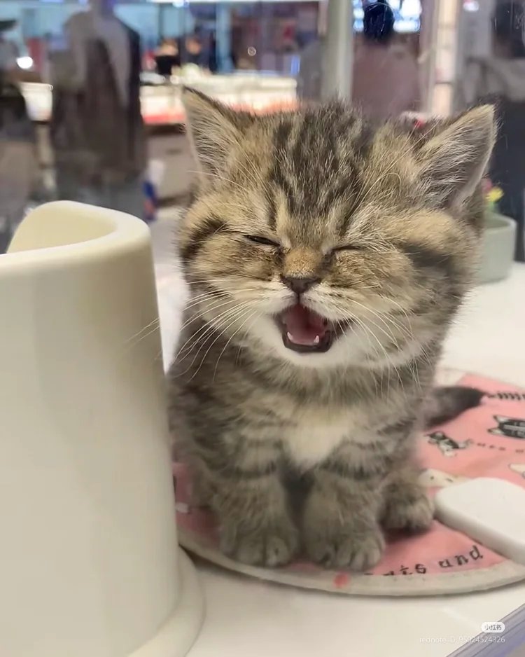 こねこ図鑑 tweet media