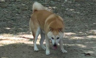 6/20午後 #兵庫県 #明石市 #明石公園 #明石城公園 🐕目撃情報
#柴犬 #迷子犬 #迷い犬 #神戸市 #加古郡 #播磨町 #加古川市 
飼い主さんに届きます様に🙏目撃されたら110番で保護依頼を🙇‍♀️