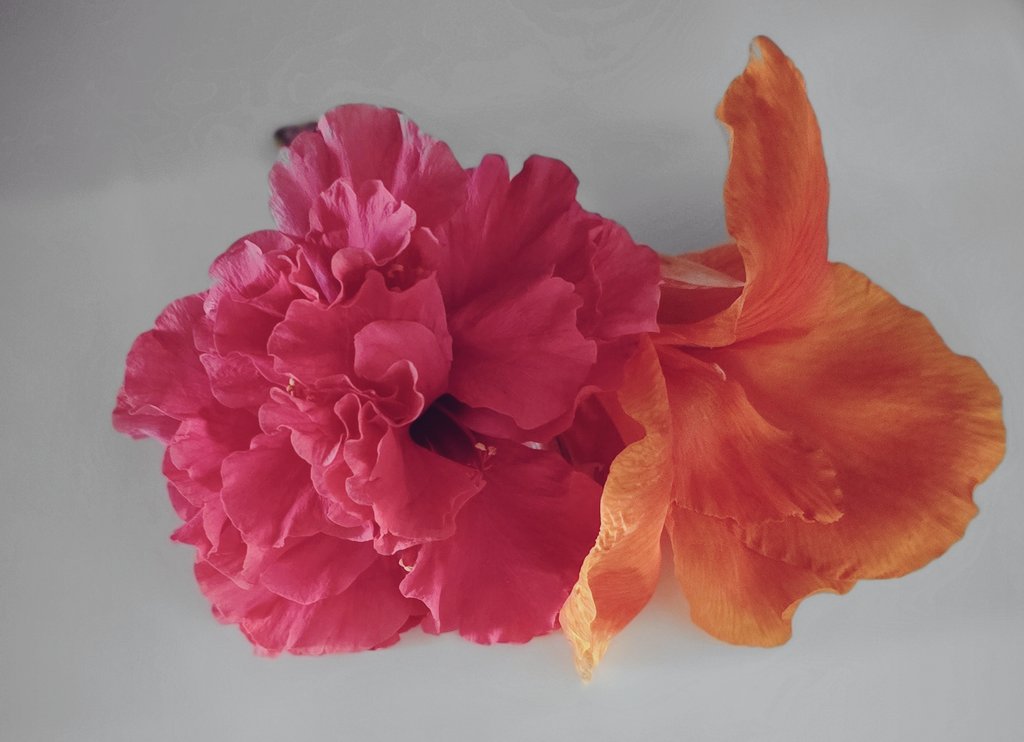 🌺