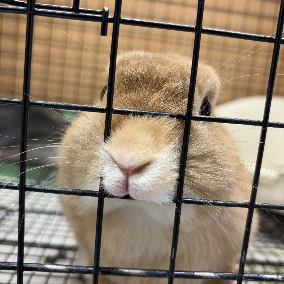 うさぎのしっぽオリナス錦糸町店 on X: うさぎのしっぽオリナス錦糸町店 on X:
