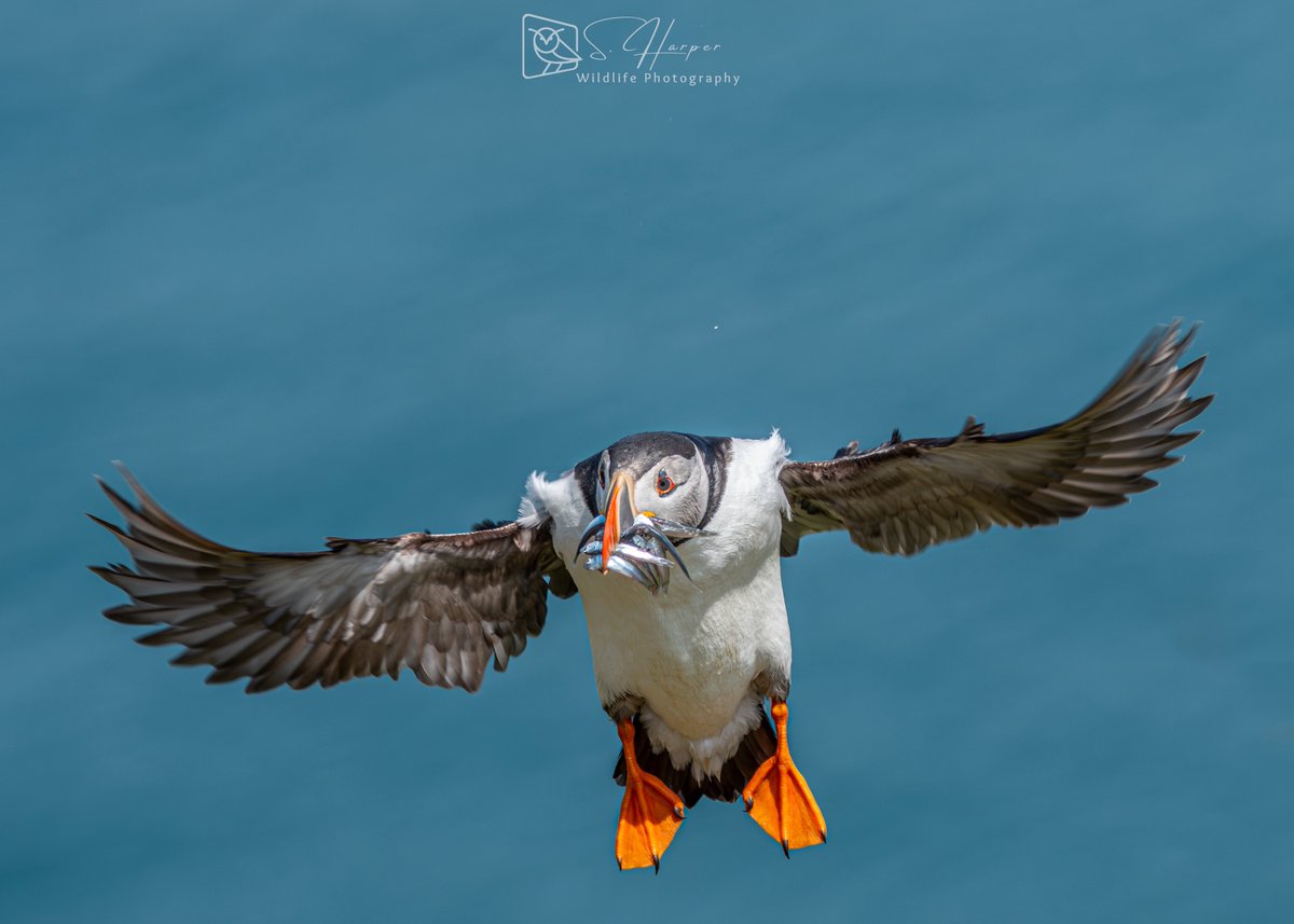 Shane Harper (@shaneyoda82) on Twitter photo 🪶 It’s #FlyDay again. Here’s a Puffin bringing home its catch for the Puffling in the burrow. They’re able to carry up to 12 sand eels at a time. <a href="/Natures_Voice/">RSPB</a> <a href="/Britnatureguide/">The British Nature Guide</a> <a href="/NatureUK/">NatureUK</a> <a href="/WildlifeTrusts/">The Wildlife Trusts</a> #PEMBROKESHIRE <a href="/VisitPembs/">Visit Pembrokeshire 🏴</a> #WildlifePhotography #birding #UKbirds 🪶 It’s #FlyDay again. Here’s a Puffin bringing home its catch for the Puffling in the burrow. They’re able to carry up to 12 sand eels at a time. <a href="/Natures_Voice/">RSPB</a> <a href="/Britnatureguide/">The British Nature Guide</a> <a href="/NatureUK/">NatureUK</a> <a href="/WildlifeTrusts/">The Wildlife Trusts</a> #PEMBROKESHIRE <a href="/VisitPembs/">Visit Pembrokeshire 🏴</a> #WildlifePhotography #birding #UKbirds