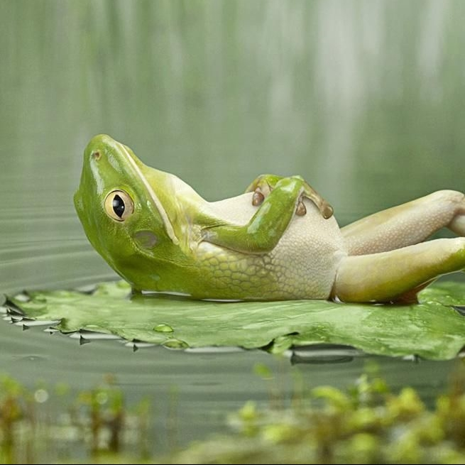 Frog (@0xTheFrog) / Posts / X
