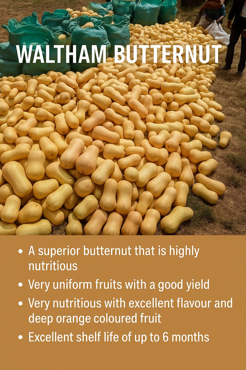 🌱 𝗛𝗮𝗿𝘃𝗲𝘀𝘁𝗶𝗻𝗴 𝗪𝗮𝗹𝘁𝗵𝗮𝗺 𝗕𝘂𝘁𝘁𝗲𝗿𝗻𝘂𝘁–𝗨𝗻𝗶𝗳𝗼𝗿𝗺, 𝗙𝗹𝗮𝘃𝗼𝗿𝗳𝘂𝗹 &amp; 𝗟𝗼𝗻𝗴-𝗟𝗮𝘀𝘁𝗶𝗻𝗴!✔️Superior nutrition✔️Excellent shelf life (up to 6 months)✔️Beautiful deep orange flesh. Now that’s premium produce!
#Royalseed #WalthamButternut #SmartFarming