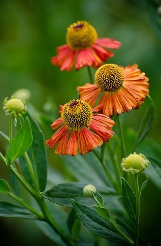 Naturepathway's tweet photo. Vibrant orange helenium flowers with yellow centers. #Helenium #OrangeFlowers #SummerBlooms https://t.co/WC8kUfGn5y