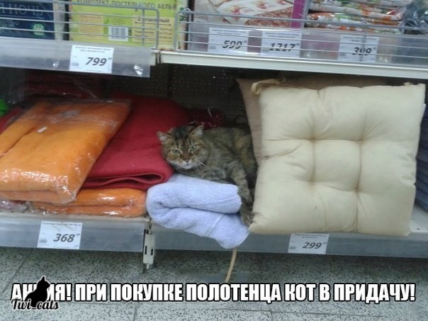 Котэ (@twi_cats) on Twitter photo 