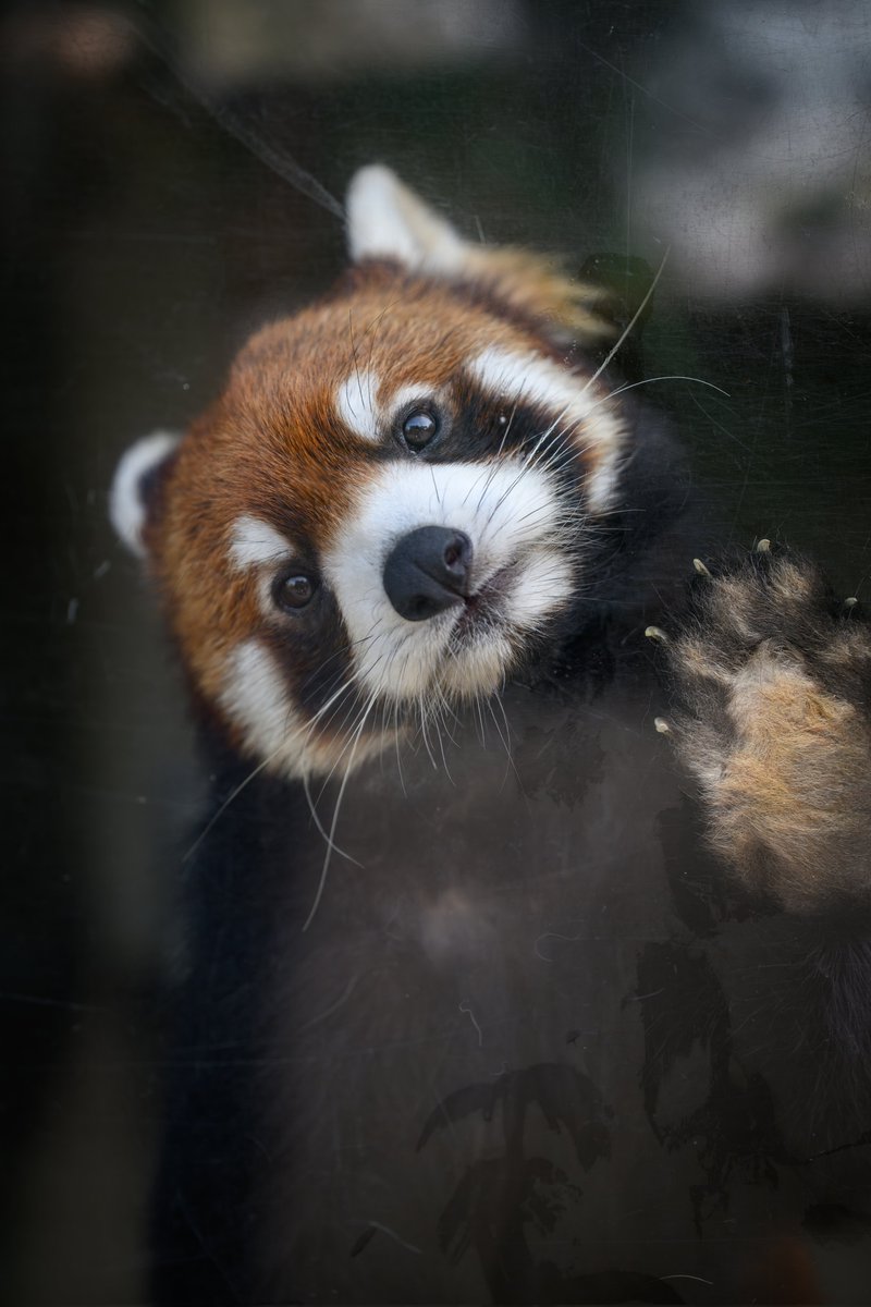 ランマル｢俺だけ見てろよ｣
#浜松市動物園
#レッサーパンダ
#壁ドン