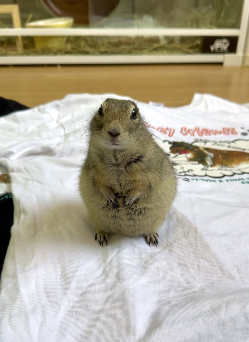 ピー助