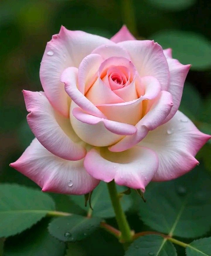 Happy Friday #HappyFriday #Rose