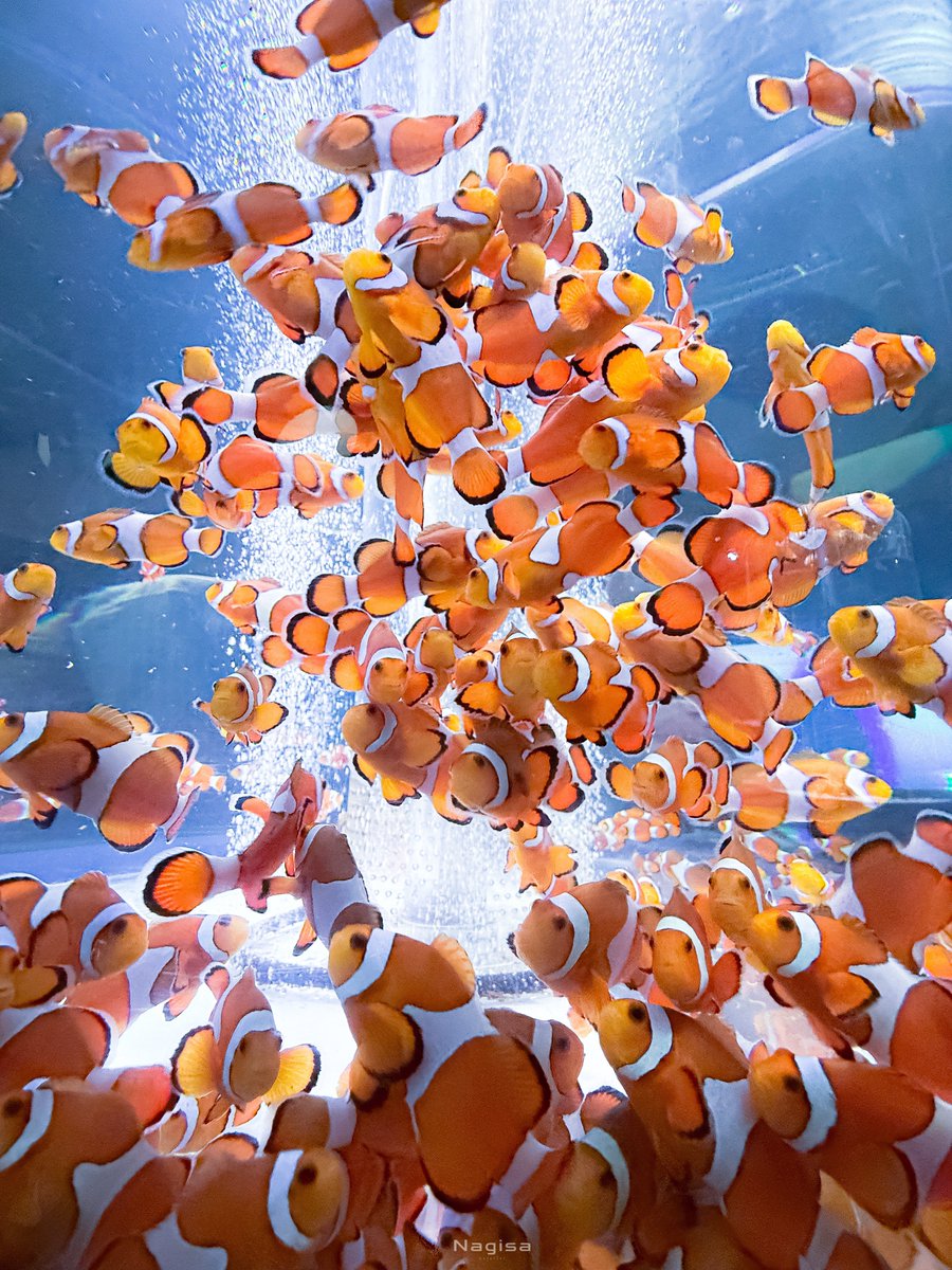 #水族館で魚を撮ろう 🐟✨️