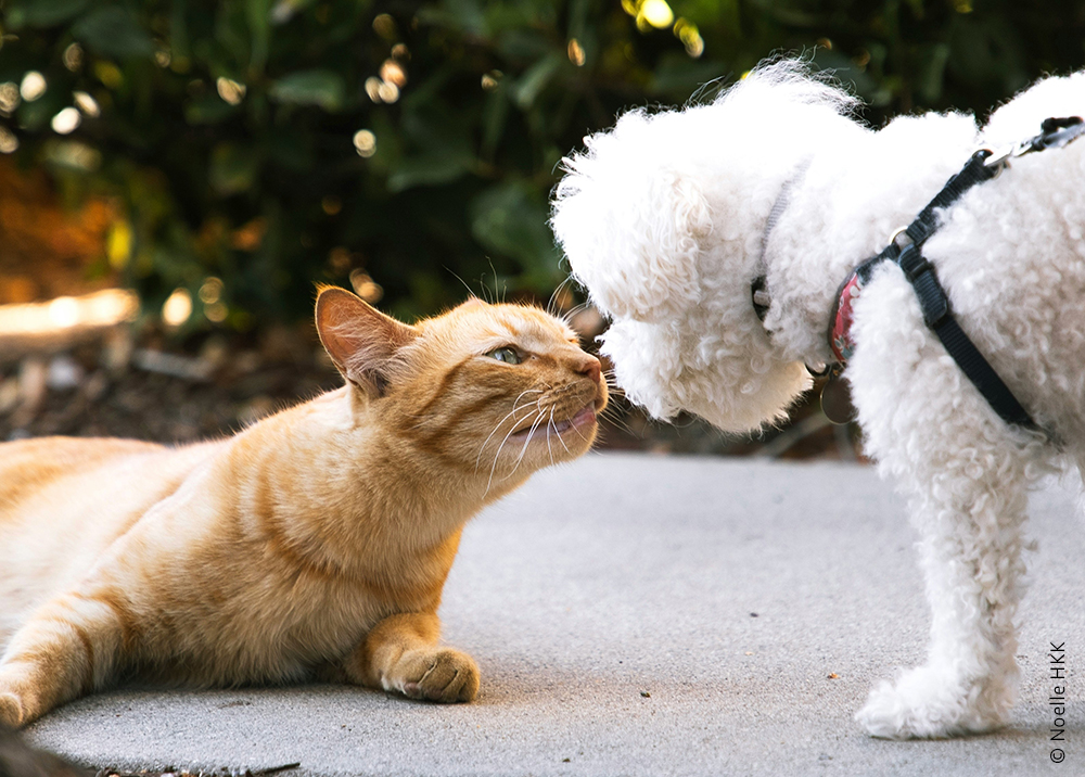 AnimalLawEurope's tweet image. 🐈🐕The #EU has adopted the new regulation for #dogs & #cats, incl. mandatory ID & registration, pet shop sales ban, & breeder rules.
🚫But automatic verification of I&R on online platforms was left out.
🔗 Final text: tinyurl.com/4v3ecf4r
#AnimalWelfare #TracingTheTrade