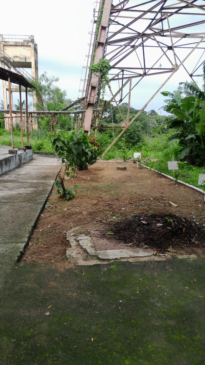 ddtripura's tweet photo. Swachhata activities performed by cutting and uprooting of wild growth at the backside of Admin building and near the DD Tower on 04.06.2025 https://t.co/7vBlGRUye4