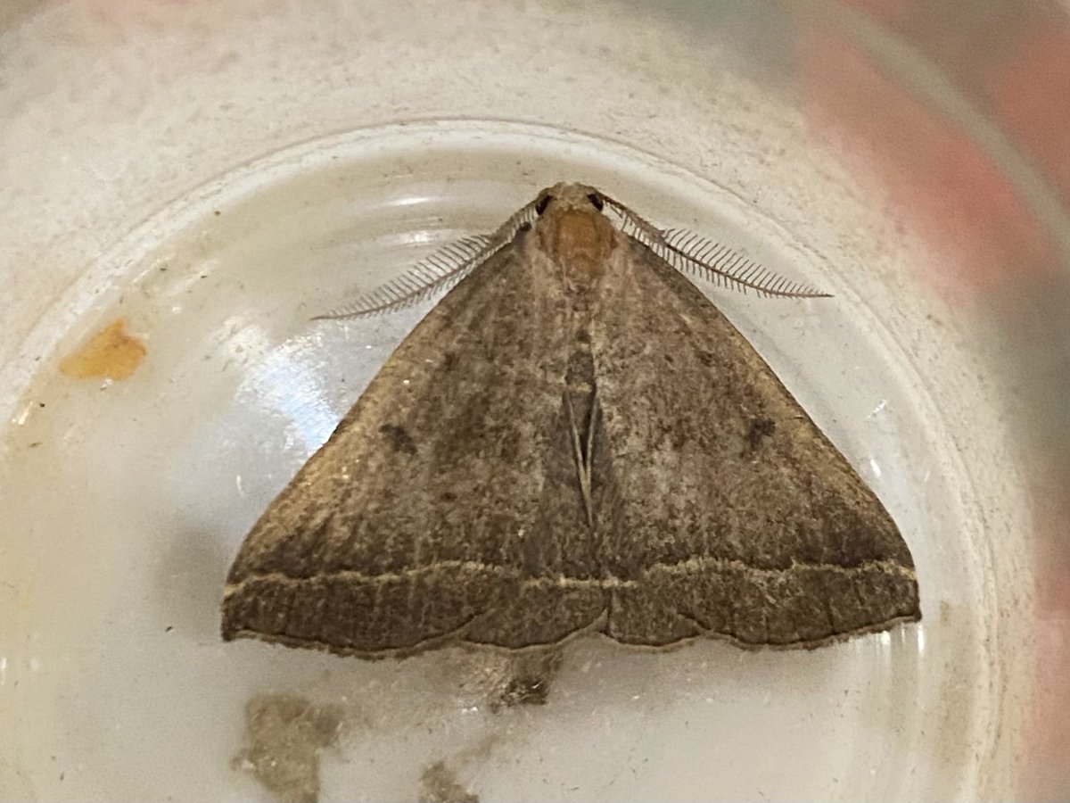 A ‘lifer’ as the birders say. Plumed Fan-foot #moth (Pechipogo plumigeralis) at #PerivaleWood earlier this week.