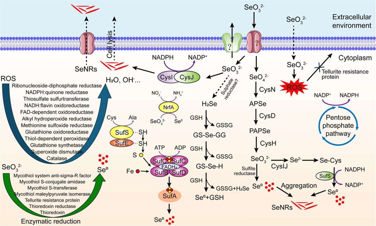 MicrobesInfect's tweet photo. Biodegradation of Sodium Selenite by a highly tolerant strain #Rhodococcus qingshengii PM1:
Biochemical characterization and comparative genome analysis
https://t.co/3cGYxZosGI #OpenAccess #bioremediation https://t.co/tt4dAs4wH7