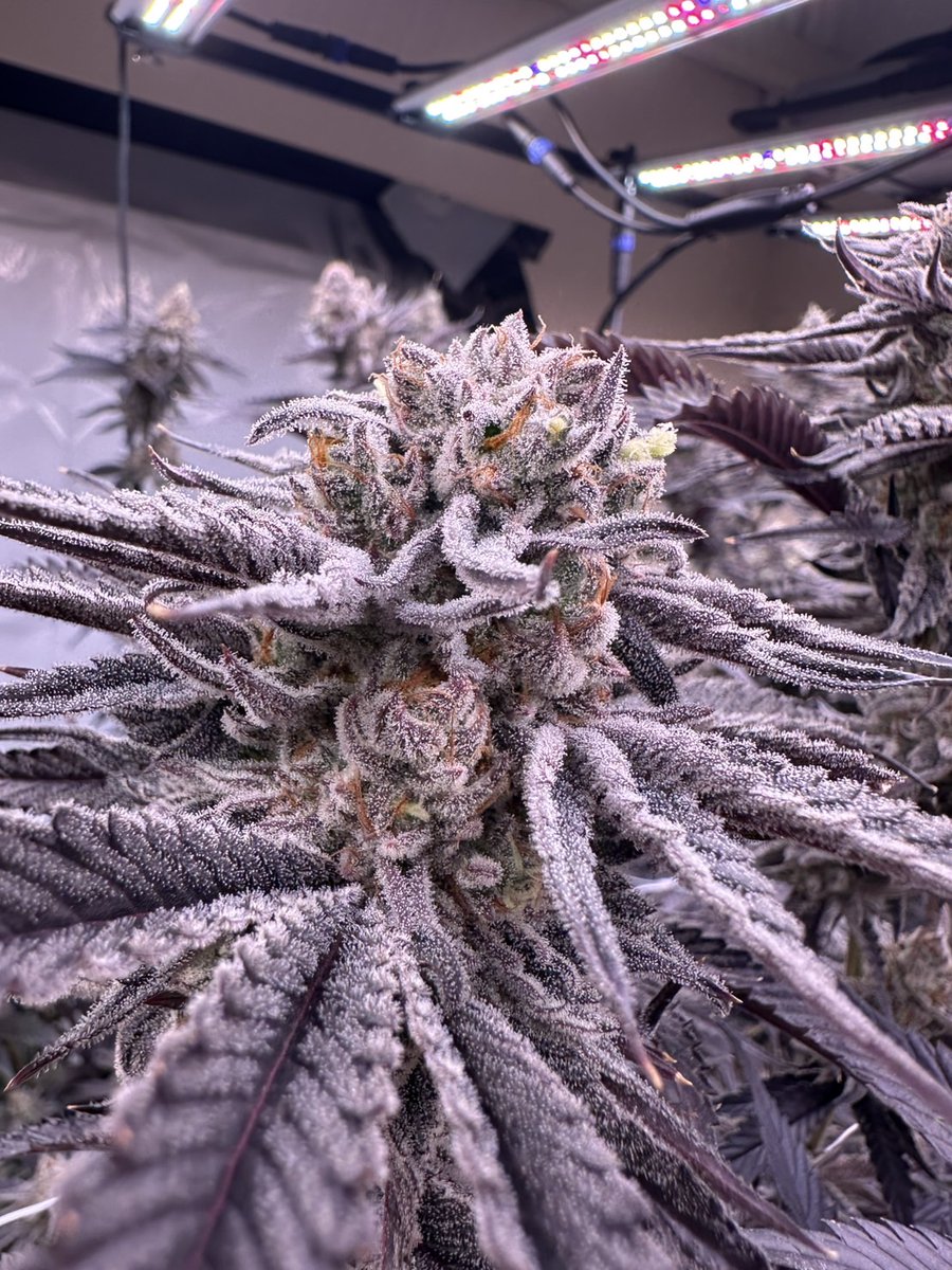 Back yard@official tweet media