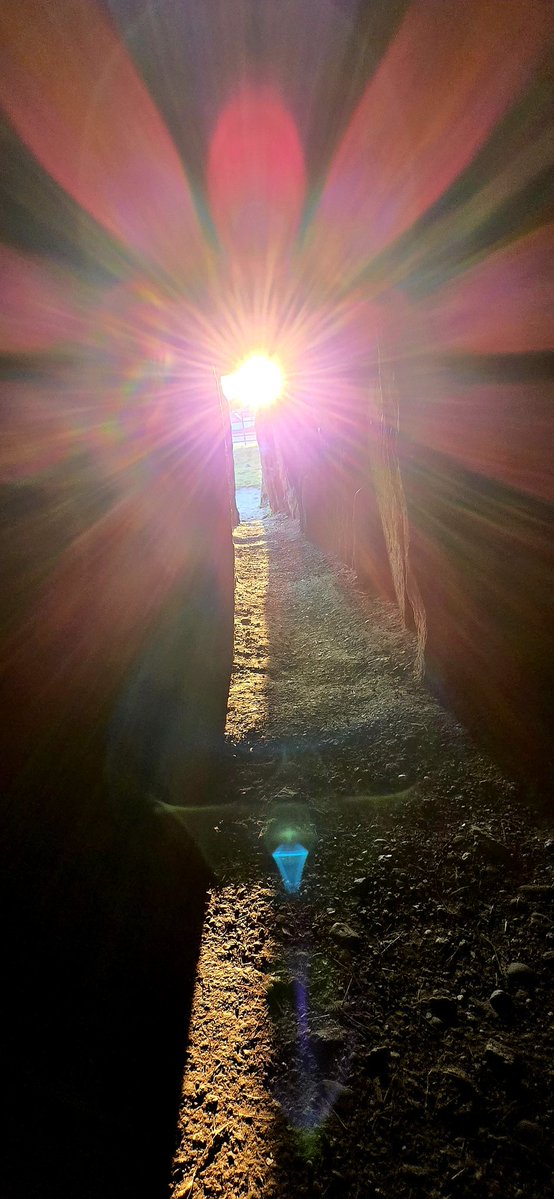 Solstice Sunrise at Bryn Celli Ddu this morning.  📸 by me