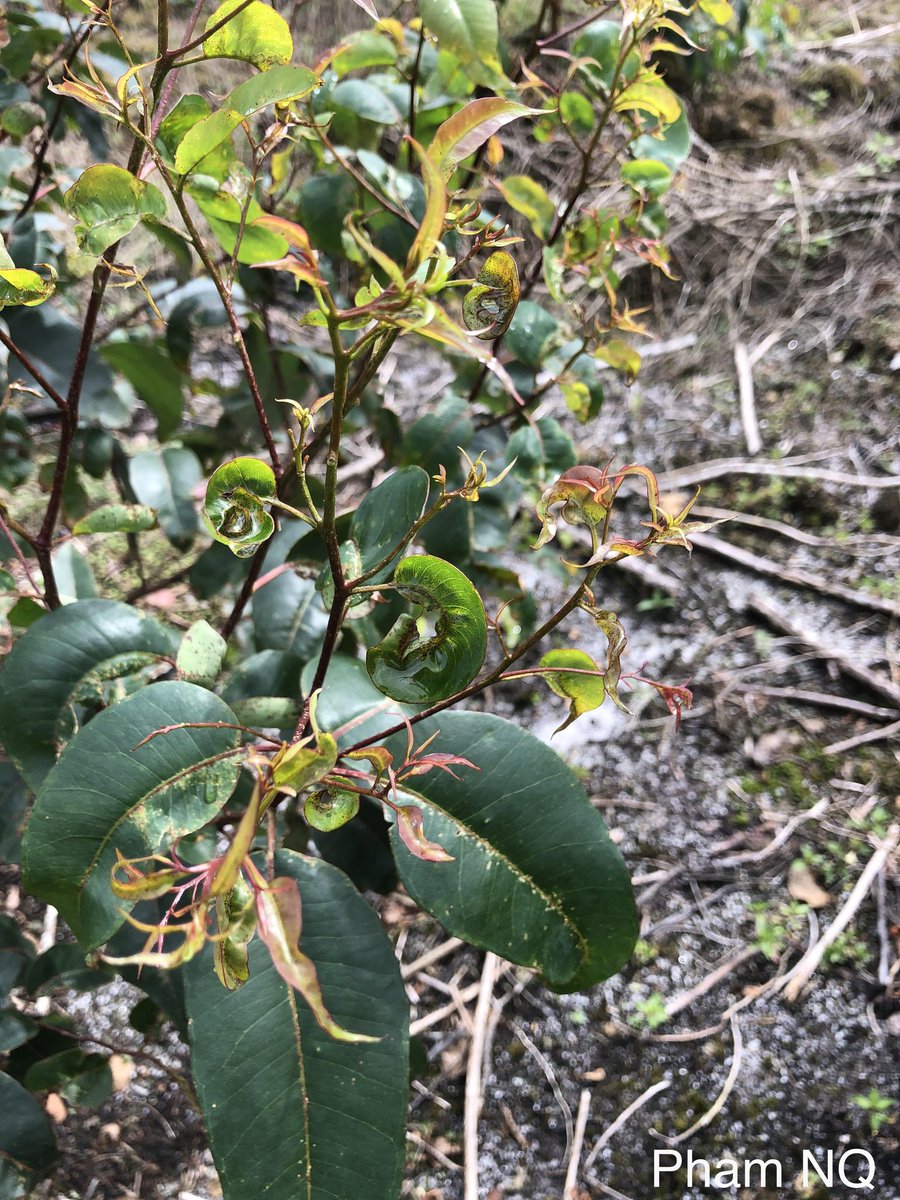 For this week’s FABI Friday Feature, we’re highlighting a new threat to South African Eucalyptus plantations: Eucalyptus scab and shoot malformation (ESSM) caused by Elsinoe necatrix (Indonesia) &amp; E. masingae (South Africa).
🪴🦠 Let’s break it down:
#FABIFridayFeature 🧵