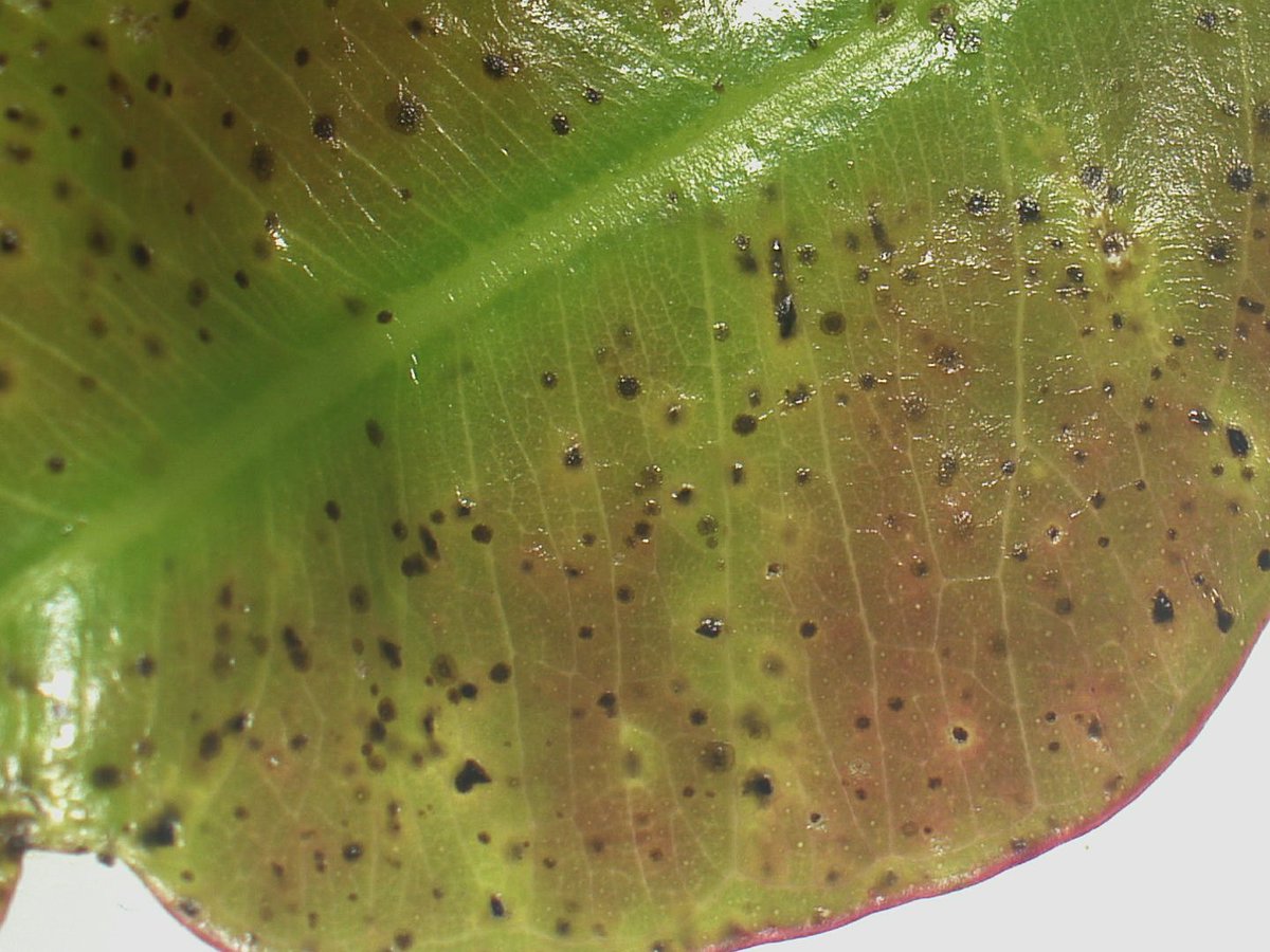 What does it look like?
ESSM affects young leaves and shoots the most.
Early symptoms:
🔸 Small, brown-black necrotic spots
🔸 Surrounded by yellow halos
🔸 Deformation &amp; curvature of leaves
🔸 Shot-hole effect from dried lesions
#TreeHealth
