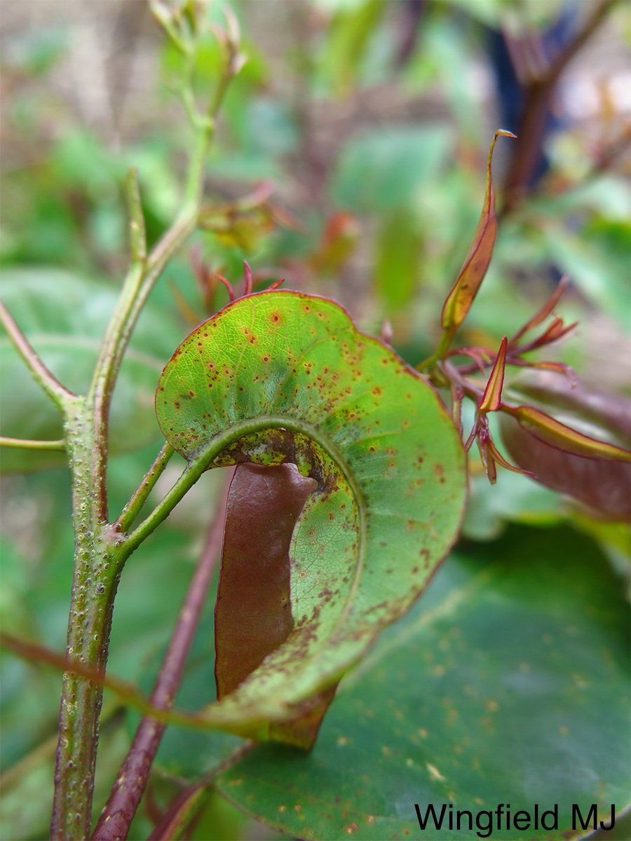 Severe infections cause:
⚠️ Girdled, distorted shoots
⚠️ Crinkled leaves
⚠️ Loss of apical dominance
⚠️ Epicormic shoots
⚠️ Eventual death of susceptible clones after repeated infections
#PlantPathology