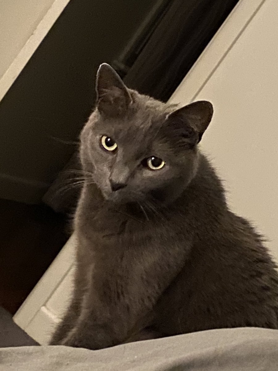 Hubby is visiting tonight and just to spite me, HRH Lily has been buttering him up for treats. 

He just gave her dinner, and his comment? “Wow, do you feed her enough? She’s smashing it down!”

DO I EVER. 

She’s making me look bad on purpose, the cheeky floof.