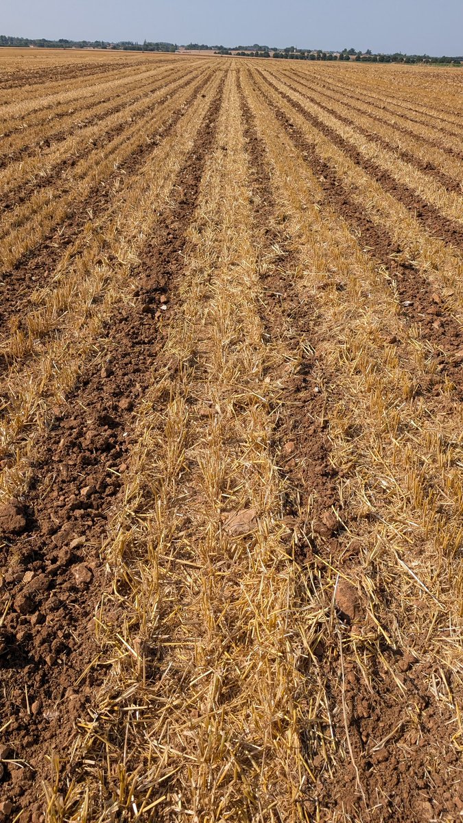 Biret85's tweet photo. Semis de maïs ensilage pour l'alimentation des bovins, en strip till à la suite d' une orge Planet récoltée il y a 3 jours.
 ☑️ Carburant 12 litres/ha (semis+striptill)
☑️ Préservation de la fraîcheur 
☑️ Couverture du terrain tout l'été

L irrigation viendra assurer la levée https://t.co/7Eq59juddY