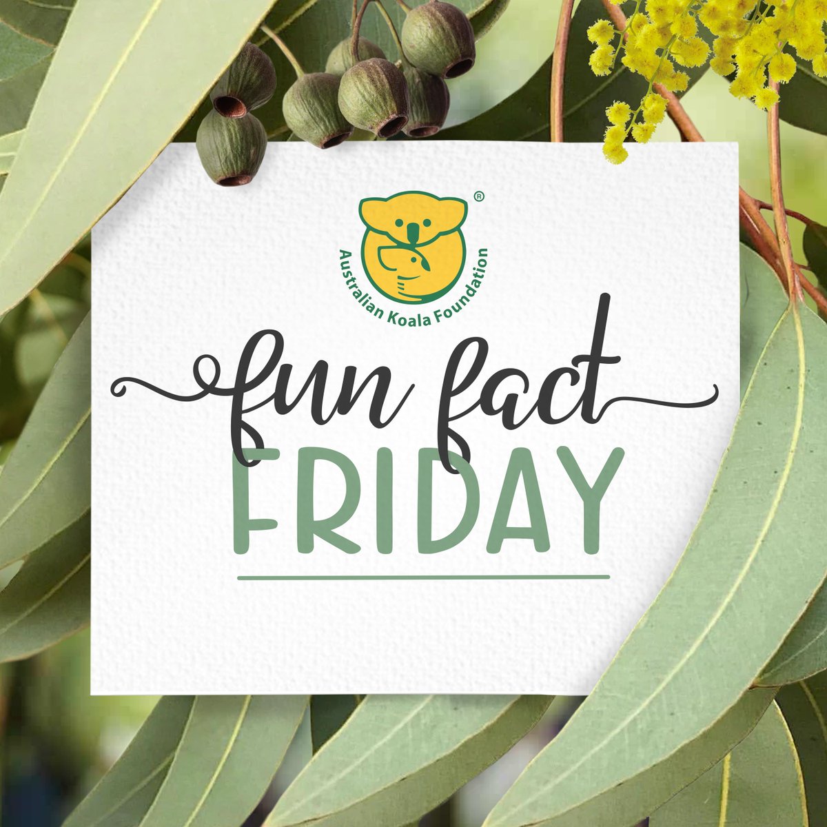 Did you know? 📷

Koalas make very strange noises! The most startling and unexpected of these in such a seemingly gentle animal is a sound like a loud snore and then a belch, known as a ‘bellow’. 📷

#funfactfriday #savethekoala #notreenome