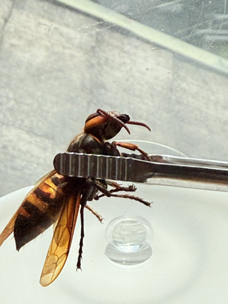 富貴蘭山取写真全部です15鉢以上ですスズメバチさん 富貴蘭山取写真