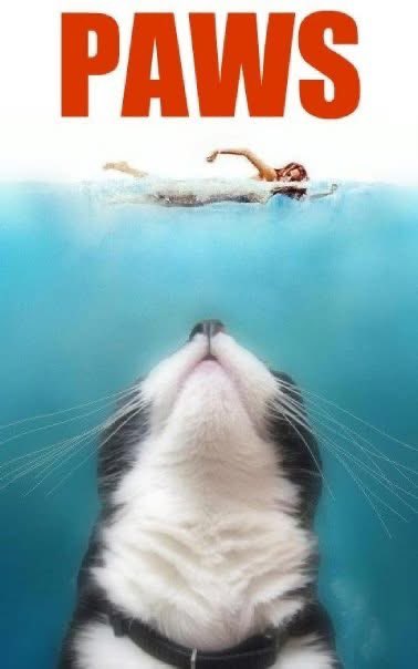 Happy 50th anniversary to JAWS, released on this day, June 20th, 1975. And there’s my cat, Pumpkin, giving her own tribute to this classic as she turned 20 this year. 
#Jaws50 #jaws50thanniversary #Jaws