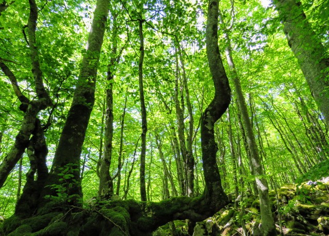 Itzala #beroa -ren kontra
#Sasitxiotx
#AsteanBehin