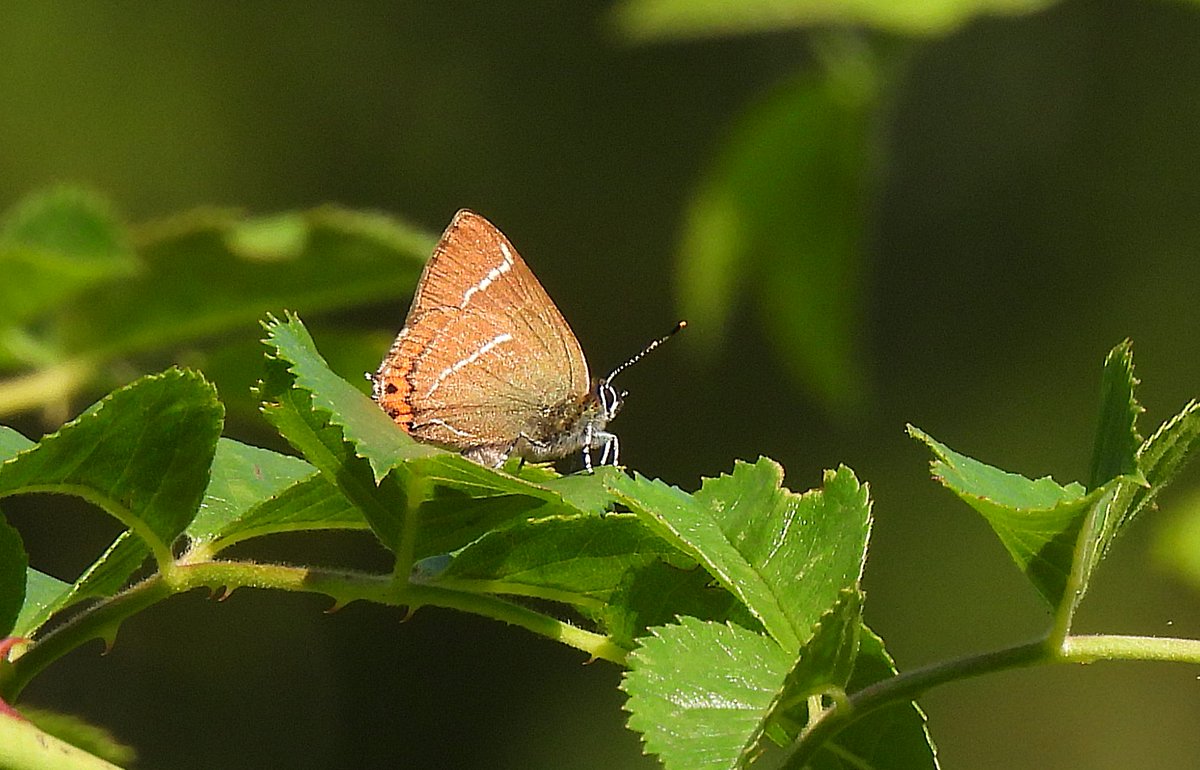 White Letter Hairstreak, Northward Hill 19/6/25