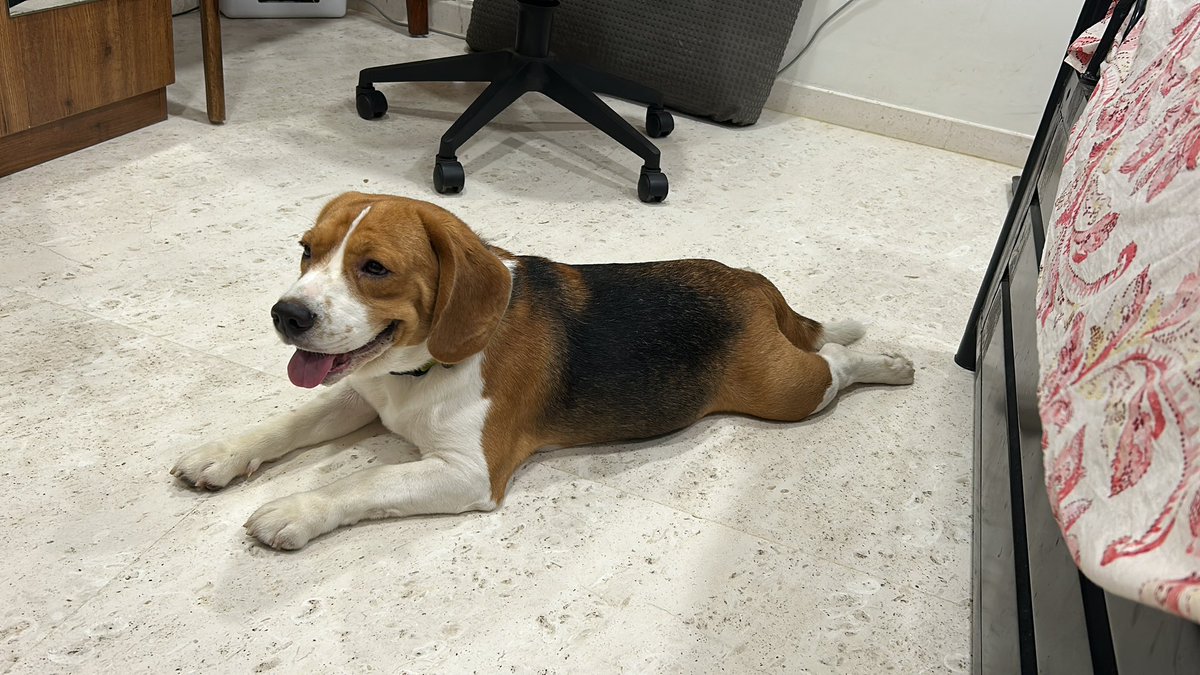 thebhokalibong's tweet image. Nobody loves food like my dog. Here&apos;s him after his morning walk + morning chicken veggies rice meal. #happydoggo #happybeagles