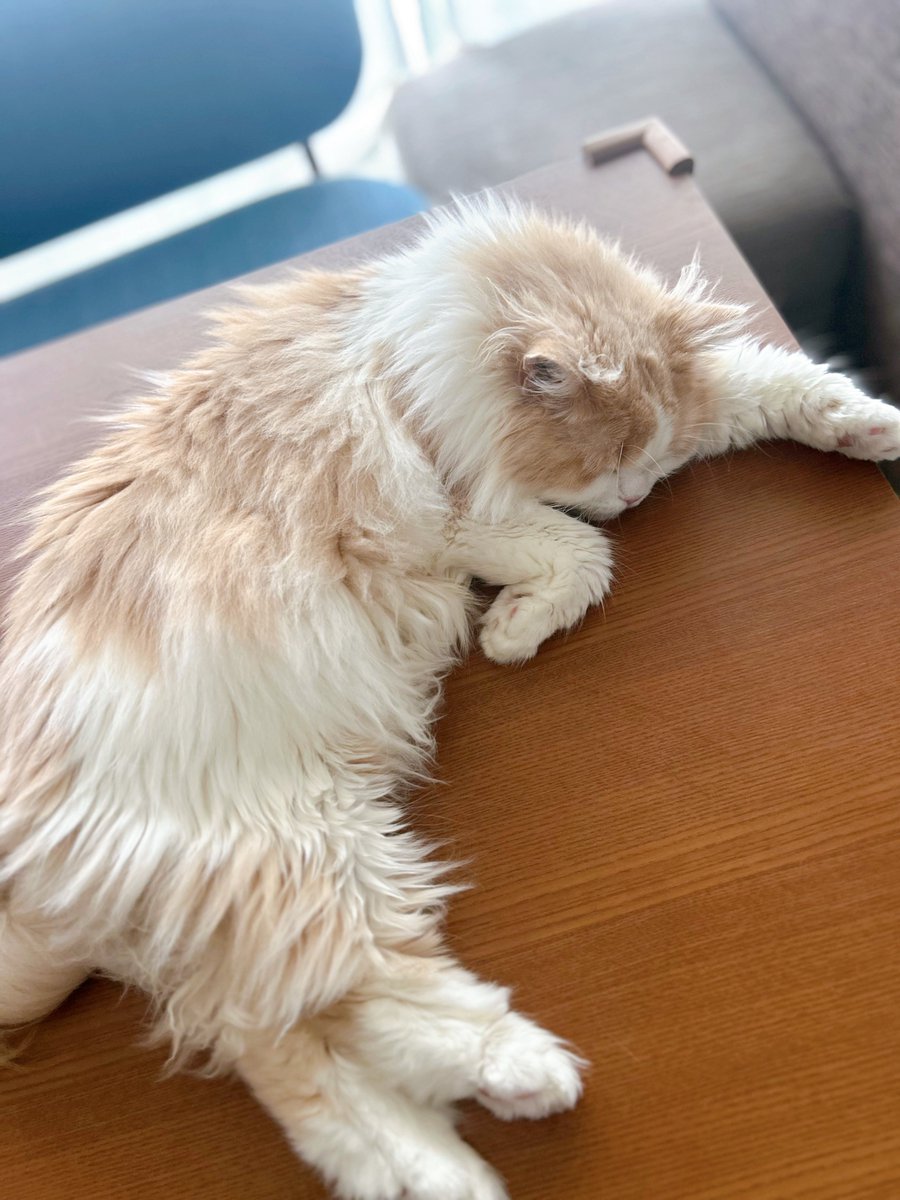 Edvard_NFC's tweet photo. エアコンの風が当たるベスポジを猫は把握している https://t.co/Pchc0EeWpK