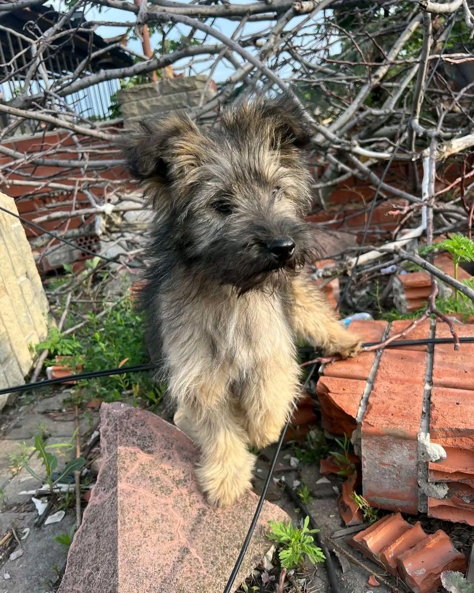 🚨🚨🚨Покровск! Легендарная Полина везла этого малыша на велосипеде, т к машины все расстреливают! Он сейчас находится в подвале, каждая минута может быть последней! Кто готов приютить  просьба писать на Вайбер Полине , т к мобильной связи нет!☎️+380 (99) 733 17 12