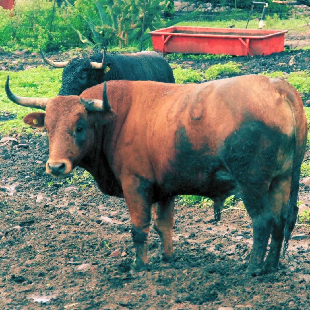 Título: Enlodao
Autor: 108 Cocinero 
Técnica: Lodo sobre Piel
Año: 2025
#conservandoelorigen #mexico #campobravo