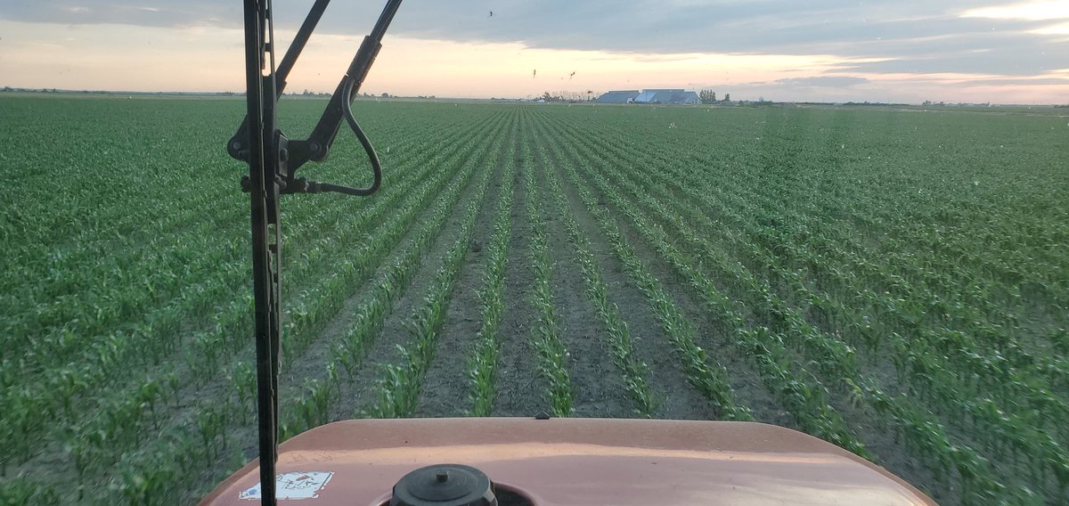 ABSeedman's tweet photo. Time to feed the kids. Lots of mouths to feed out here. Giving our corn a foliar nutrition cocktail ahead of a rain event we are supposed to get this weekend. (Yeah I know...I'll belive it when I see it!) #spoonfeeding #foliarefficiency #highbrow #planthealth #nutrientdensified https://t.co/PbbeiRzb6K
