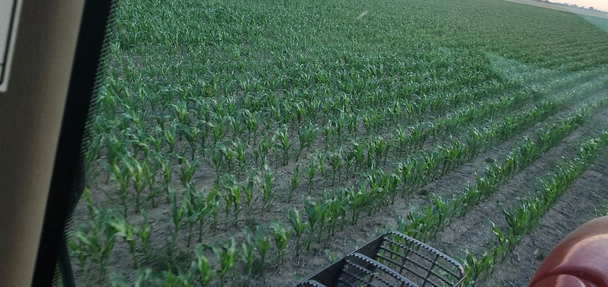 Time to feed the kids. Lots of mouths to feed out here. Giving our corn a foliar nutrition cocktail ahead of a rain event we are supposed to get this weekend. (Yeah I know...I'll belive it when I see it!) #spoonfeeding #foliarefficiency #highbrow #planthealth #nutrientdensified