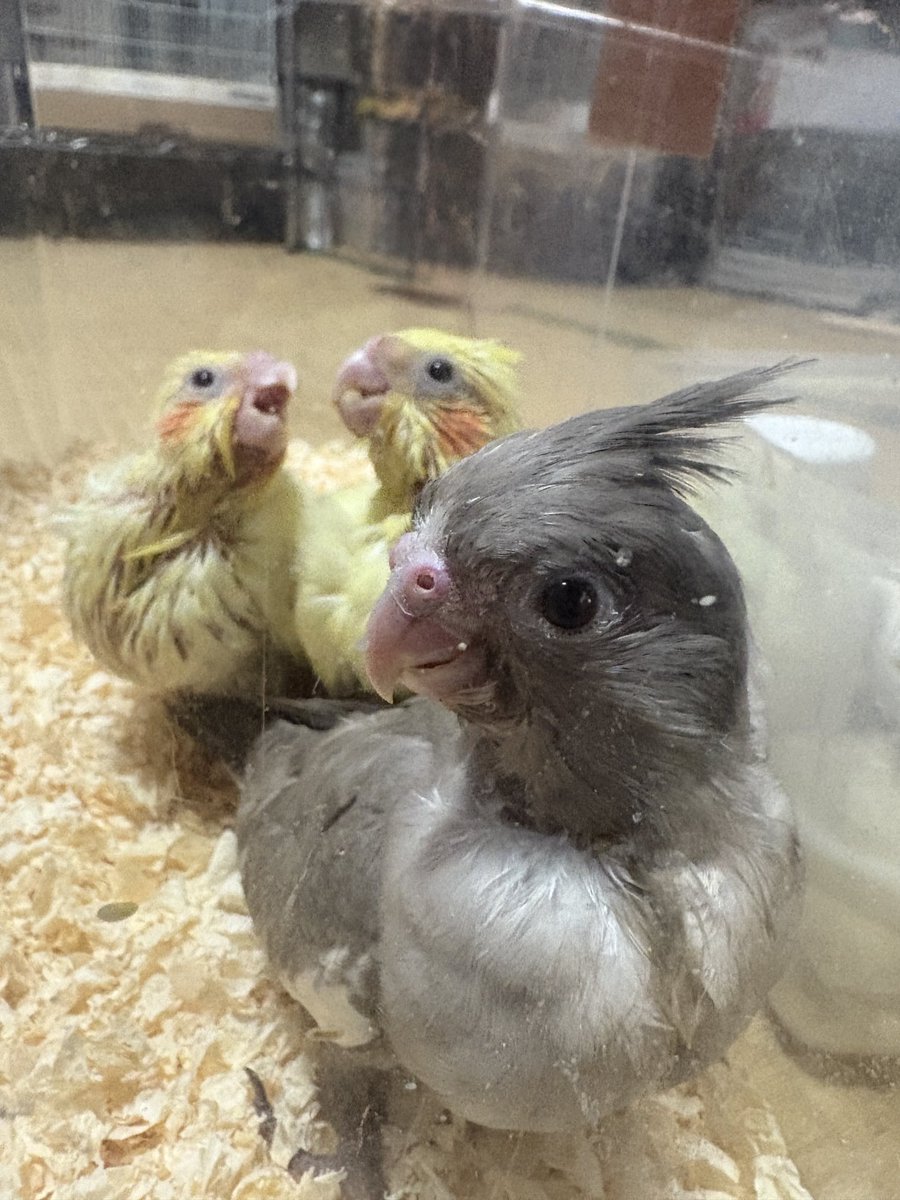 君たちは可愛いなぁ………🥰
#オカメインコ