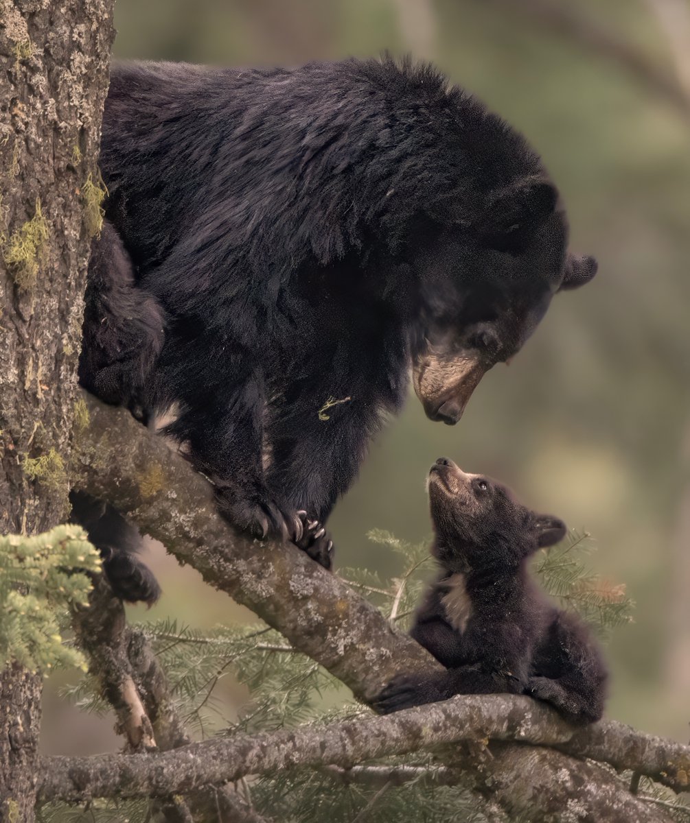 frpaulkammen's tweet image. Going through some files for a contest, always liked this shot. Took it 10 years ago, and it would look better with the camera I have now as it's a bit too "noisy" (I think) but it was fun to see mama and junior out in Sequoia National Park.