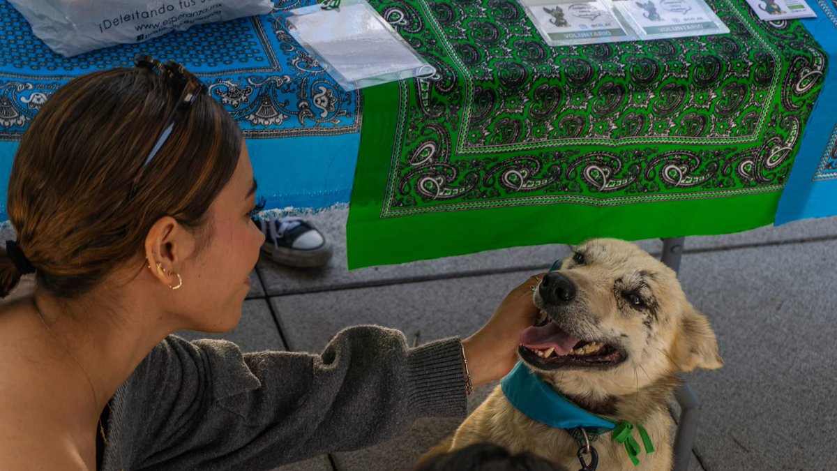 ¿Qué título le pondrían a esta foto? 
Nosotros "Miradas".  
¡Que bonita sonrisa de Gris 🐶 cuando le hacen un cariño y la miran así! ¡Es una de las adoptables del Albergue CEI, échanos unoa pata difundiendo para que llegue la familia que la adopte!
 #adopta #Comparte