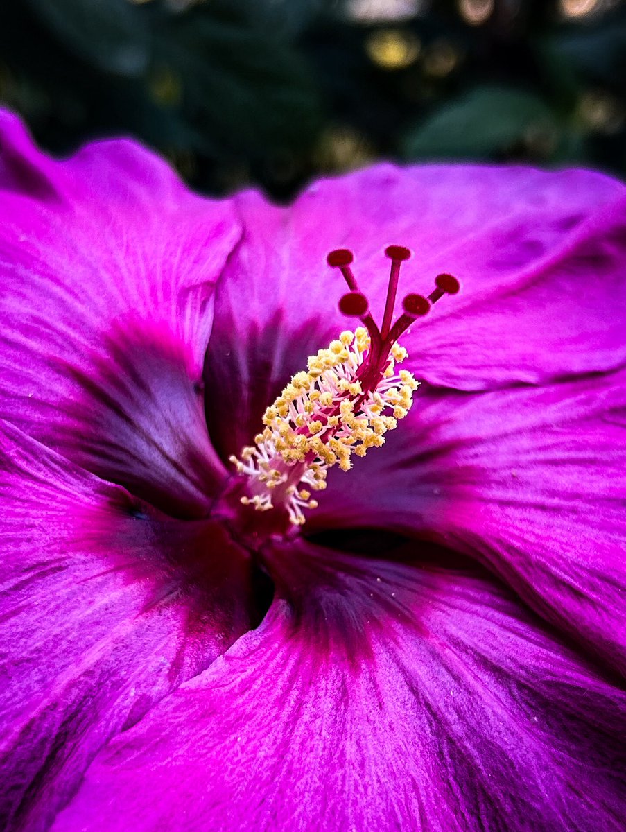 SamWooldrik's tweet image. “Hibiscus” is available for purchase in my online gallery! Just click the link in my bio! ⬆️ #samwooldrikphotography #hibiscus #malvaceae #swamprosemallow