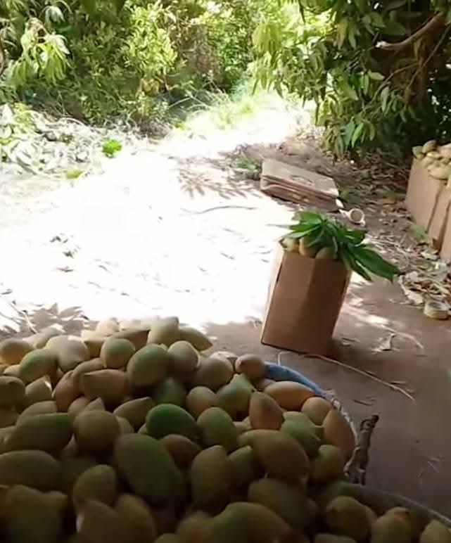 لقطات تُظهر جانبًا من حصاد فاكهة المانجو بقرية ود الحبشي ريفي ود حامد جنوب محلية المتمة بولاية نهر النيل

#صباح_واكب