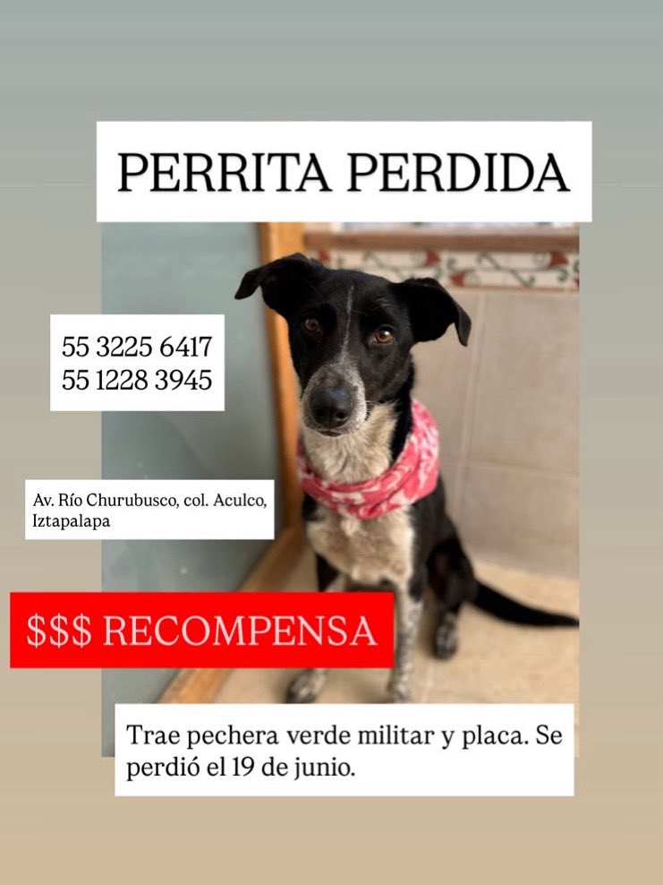 Martina es una de las perritas más desconfiadas que he visto. Yo creo que sufrió mucho. Pero eventualmente confió. Vino a vivir conmigo un tiempo. Dormía junto a mi cama. Y cuando estuvo lista se adoptó.

Hoy no se donde está y no puedo ni dormir de pensarla sola y en peligro