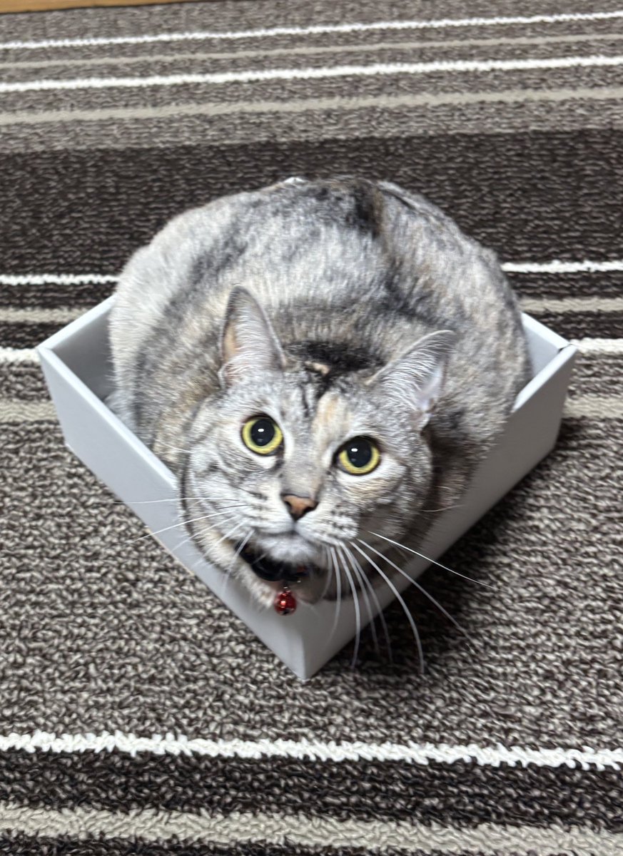 vj6vcp's tweet photo. いいね！

#猫 #猫のいる暮らし https://t.co/GZhUtGPlOq