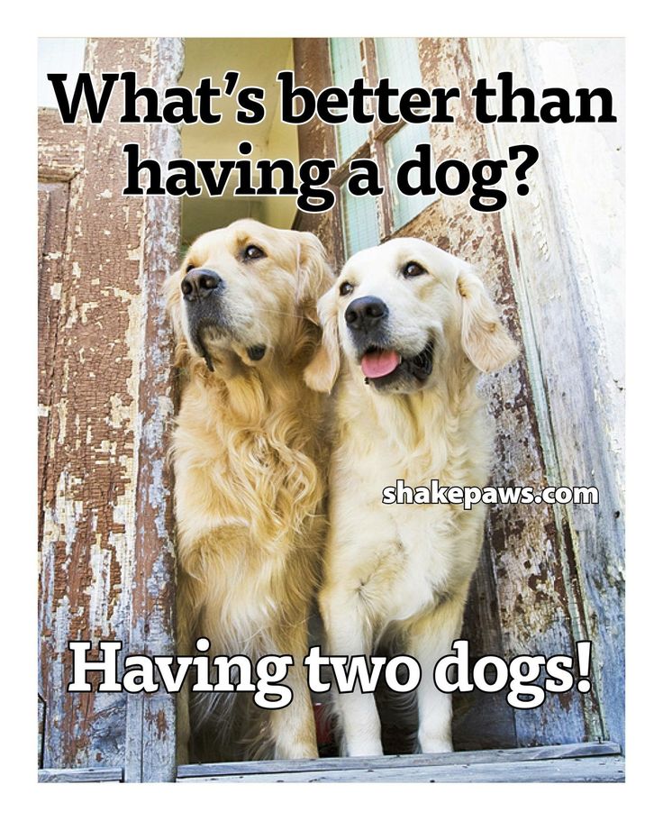 𝕏 Dogs (@_xdogs) on Twitter photo 