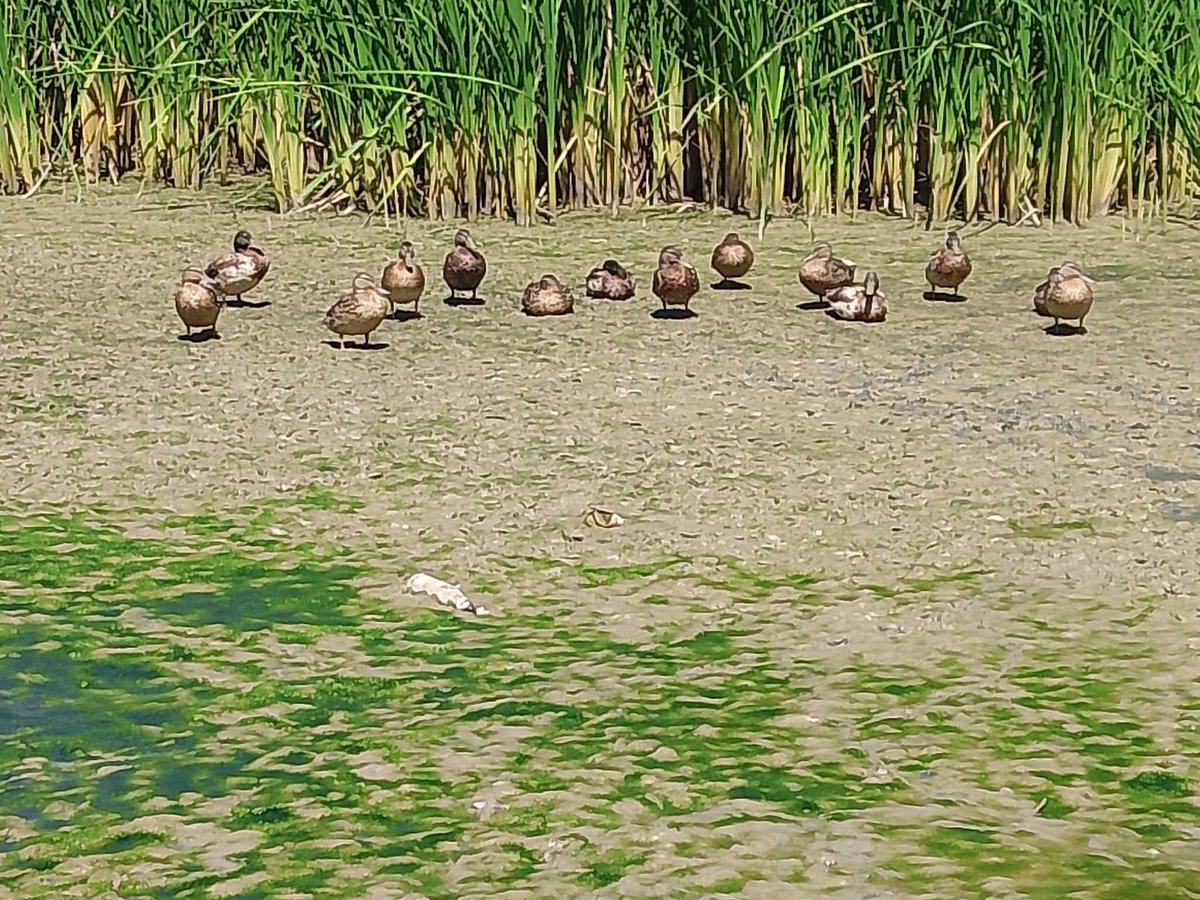 No mams que triste estoy, el lago del parque se seco 😔🥺 pobres patitos se quedaron sin su lago, de verdad que dejaron morir muy feo Delicias, tantos recuerdos en mi parque y verlo así que tristeza me da 💔