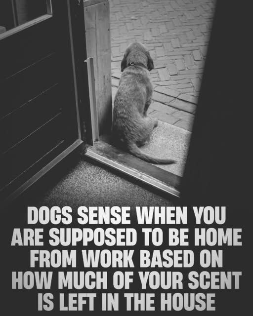 Dog Lovers (@doglovers03) on Twitter photo 