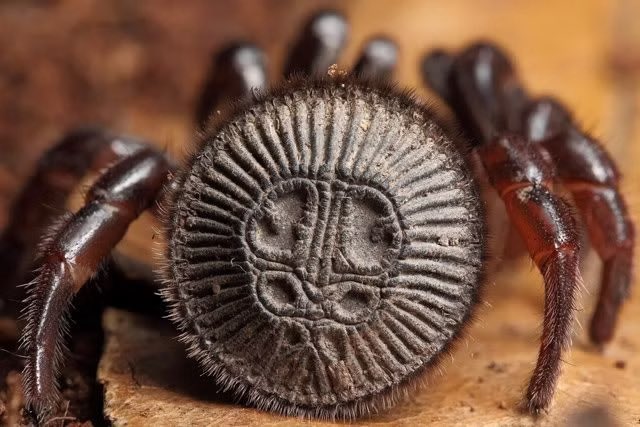 Did you know there is a spider that’s called an Oreo Spider?

Now you do, you’re welcome.

(Cyclocosmia ricketti)