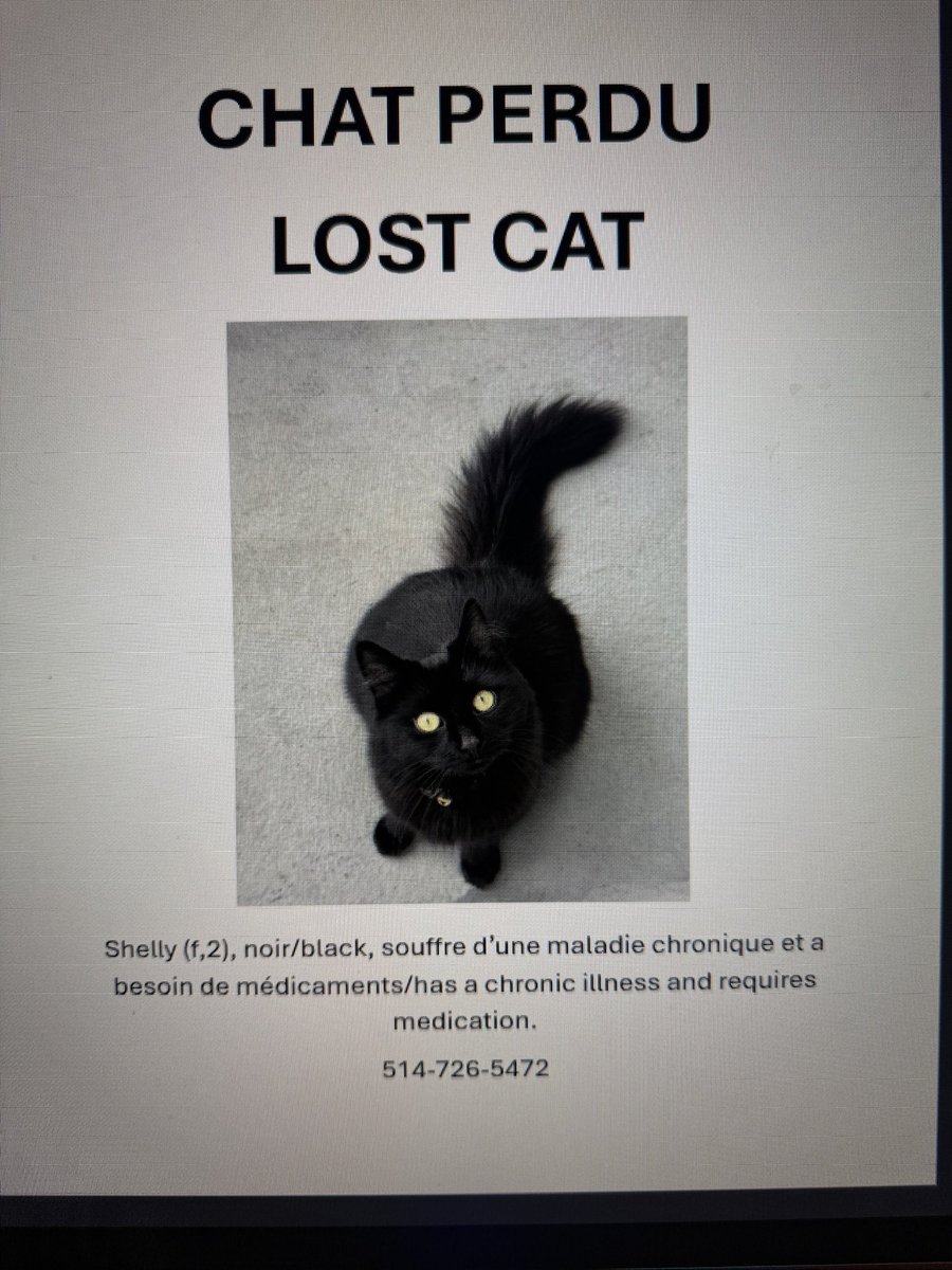 liestef's tweet image. My cat is still missing. It’s been a week now. Possible sighting in TMR tonight but when I went to check it out, nothing. Please keep eyes peeled in Outremont, TMR,  and Côte-des-Neiges. 🙏