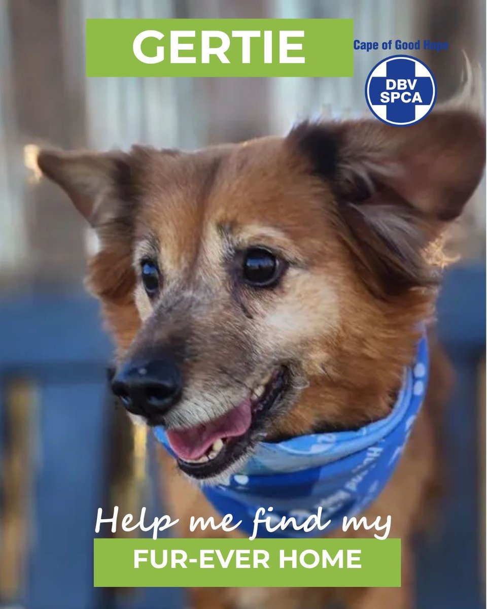 Cape of Good Hope SPCA (@capespca) on Twitter photo *ADOPTIONS* 🐶 DOG OF THE DAY 🐾 GERTIE
Gertie is a soft natured mature girl who loves to lay in the sun.
Please share my profile and help me find my fur-ever home: pulse.ly/f7wd25snfw
Call our Adoptions Centre on (021) 700 4140 or email adoptions@spca-ct.co.za *ADOPTIONS* 🐶 DOG OF THE DAY 🐾 GERTIE
Gertie is a soft natured mature girl who loves to lay in the sun.
Please share my profile and help me find my fur-ever home: pulse.ly/f7wd25snfw
Call our Adoptions Centre on (021) 700 4140 or email adoptions@spca-ct.co.za