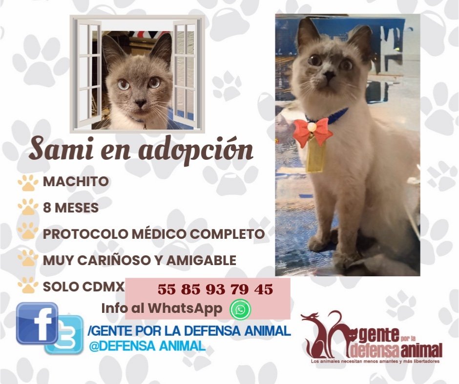 🧡😻 "Sami" en #adopción muy cariñoso solo #Cdmx.

👉🏻Información WhatsApp: 
      5585937945 

#AdoptaNoCompres 
#TodaVidaVale